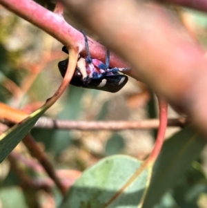 Eurymela distincta at Hall, ACT - 27 Dec 2023