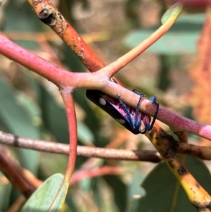 Eurymela distincta at Hall, ACT - 27 Dec 2023