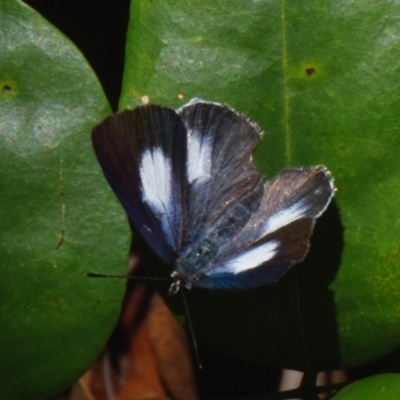 Unverified Blue or Copper (Lycaenidae) at Sheldon, QLD - 27 Dec 2023 by PJH123