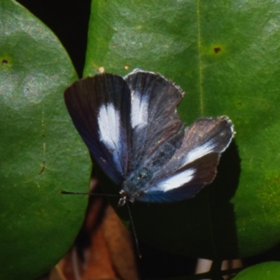 Unidentified Blue or Copper (Lycaenidae) at Sheldon, QLD - 27 Dec 2023 by PJH123