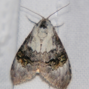 Acatapaustus leucospila at Sheldon, QLD - suppressed