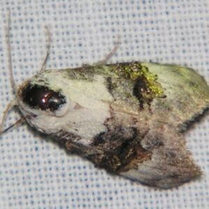 Acatapaustus leucospila at Sheldon, QLD - suppressed