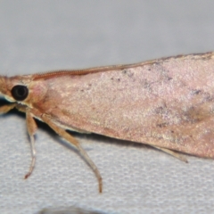 Anemosa isadasalis (A Pyralid moth (Chrysauginae)) at Sheldon, QLD - 28 Dec 2007 by PJH123