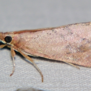 Anemosa isadasalis at Sheldon, QLD - suppressed
