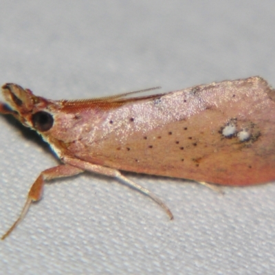 Anemosa isadasalis (A Pyralid moth (Chrysauginae)) at Sheldon, QLD - 28 Dec 2007 by PJH123