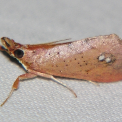 Anemosa isadasalis (A Pyralid moth (Chrysauginae)) at Sheldon, QLD - 29 Dec 2007 by PJH123