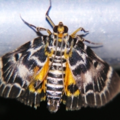Cardamyla carinentalis (A Pyralid moth) at Sheldon, QLD - 28 Dec 2007 by PJH123