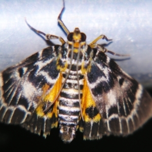 Cardamyla carinentalis at Sheldon, QLD - suppressed