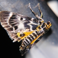 Cardamyla carinentalis at Sheldon, QLD - suppressed