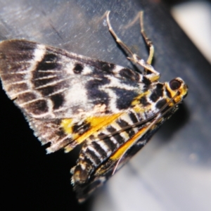 Cardamyla carinentalis at Sheldon, QLD - suppressed