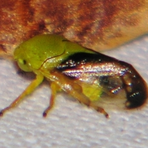 Chaetophyes compacta at Sheldon, QLD - suppressed