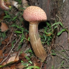 Boletellus sp. (Boletellus) at Capalaba, QLD - 29 Dec 2023 by TimL