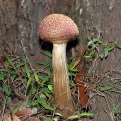 Boletellus sp. at Capalaba, QLD - 29 Dec 2023 10:19 AM