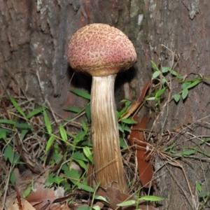 Boletellus sp. at Capalaba, QLD - 29 Dec 2023 10:19 AM