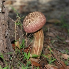 Boletellus sp. at Capalaba, QLD - 29 Dec 2023 10:19 AM