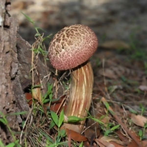 Boletellus sp. at Capalaba, QLD - 29 Dec 2023 10:19 AM