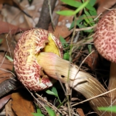 Boletellus sp. at Capalaba, QLD - 29 Dec 2023 10:19 AM