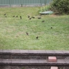 Sturnus vulgaris (Common Starling) at Holt, ACT - 29 Dec 2023 by VanceLawrence