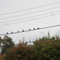 Sturnus vulgaris at Holt, ACT - 29 Dec 2023