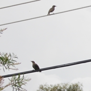 Sturnus vulgaris at Holt, ACT - 29 Dec 2023 02:24 PM