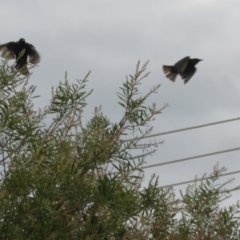 Sturnus vulgaris at Holt, ACT - 29 Dec 2023 02:24 PM