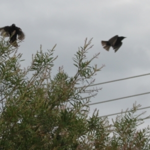 Sturnus vulgaris at Holt, ACT - 29 Dec 2023