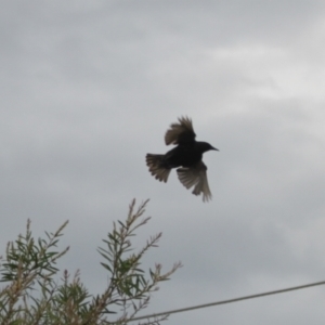 Sturnus vulgaris at Holt, ACT - 29 Dec 2023 02:24 PM