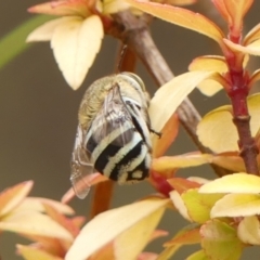 Amegilla (Notomegilla) chlorocyanea (Blue Banded Bee) at Braemar - 29 Dec 2023 by Curiosity