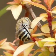 Amegilla (Notomegilla) chlorocyanea at Wingecarribee Local Government Area - 29 Dec 2023