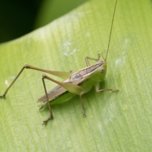 Conocephalus semivittatus at Duffy, ACT - 24 Dec 2023 11:00 AM