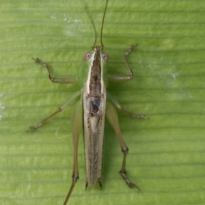 Conocephalus semivittatus at Duffy, ACT - 24 Dec 2023