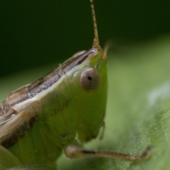 Conocephalus semivittatus at Duffy, ACT - 24 Dec 2023 11:00 AM