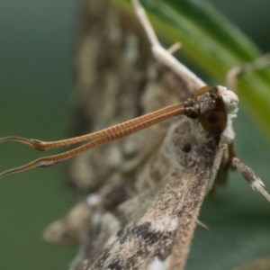 Nacoleia rhoeoalis at Duffy, ACT - 24 Dec 2023