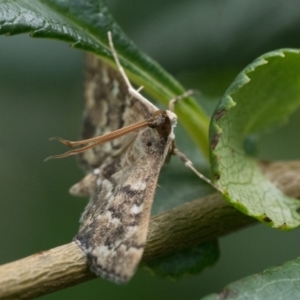 Nacoleia rhoeoalis at Duffy, ACT - 24 Dec 2023