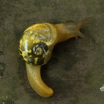 Mysticarion porrectus (Golden Semi-slug) at ANBG - 27 Dec 2023 by patrickcox