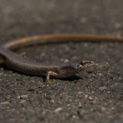 Saproscincus mustelinus (Weasel Skink) at Acton, ACT - 28 Dec 2023 by patrickcox