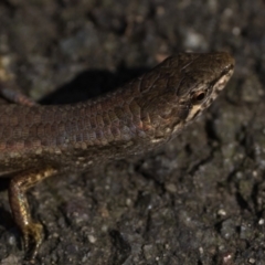 Saproscincus mustelinus at ANBG - 28 Dec 2023