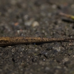 Saproscincus mustelinus at ANBG - 28 Dec 2023