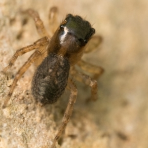 Maratus watagansi at ANBG - 28 Dec 2023