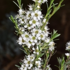 Kunzea ericoides (Burgan) at Jerrabomberra, NSW - 29 Dec 2023 by DianneClarke