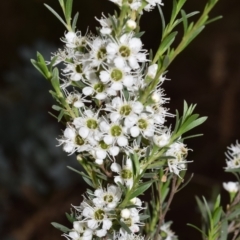 Kunzea ericoides (Burgan) at QPRC LGA - 29 Dec 2023 by DianneClarke