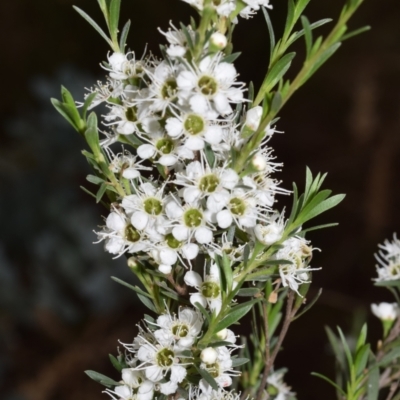 Kunzea ericoides (Burgan) at Jerrabomberra, NSW - 29 Dec 2023 by DianneClarke