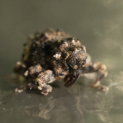 Cryptorhynchini (tribe) (Unidentified cryptorhynchine weevil) at ANBG - 28 Dec 2023 by patrickcox