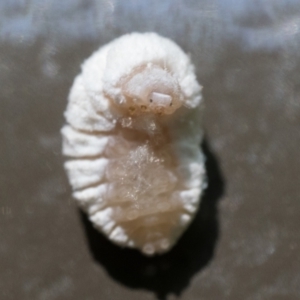 Coccinellidae (family) at ANBG - 28 Dec 2023