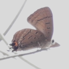 Jalmenus ictinus (Stencilled Hairstreak) at ANBG - 29 Dec 2023 by JohnBundock