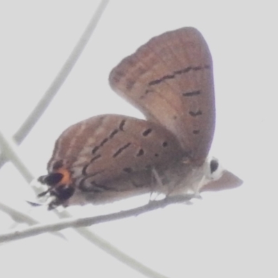 Jalmenus ictinus (Stencilled Hairstreak) at Acton, ACT - 29 Dec 2023 by JohnBundock