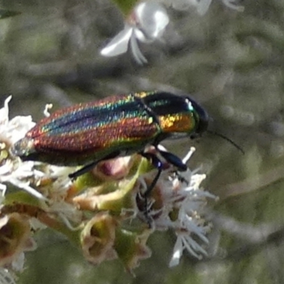 Selagis caloptera (Caloptera jewel beetle) at QPRC LGA - 28 Dec 2023 by Paul4K