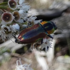 Selagis caloptera at QPRC LGA - 28 Dec 2023