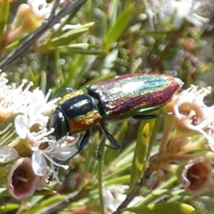 Selagis caloptera at QPRC LGA - 28 Dec 2023