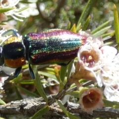 Selagis caloptera at QPRC LGA - 28 Dec 2023